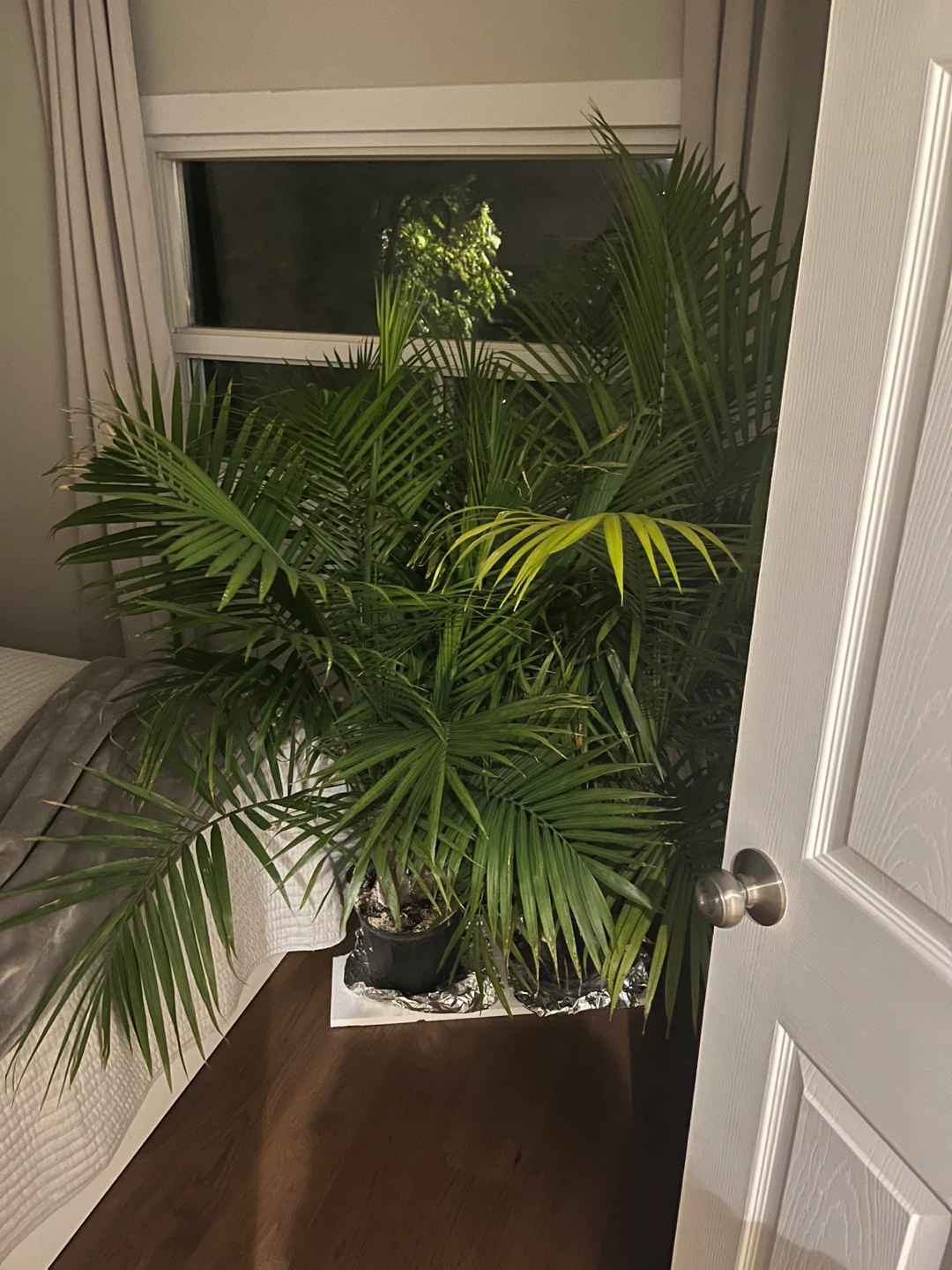 Free plants!
