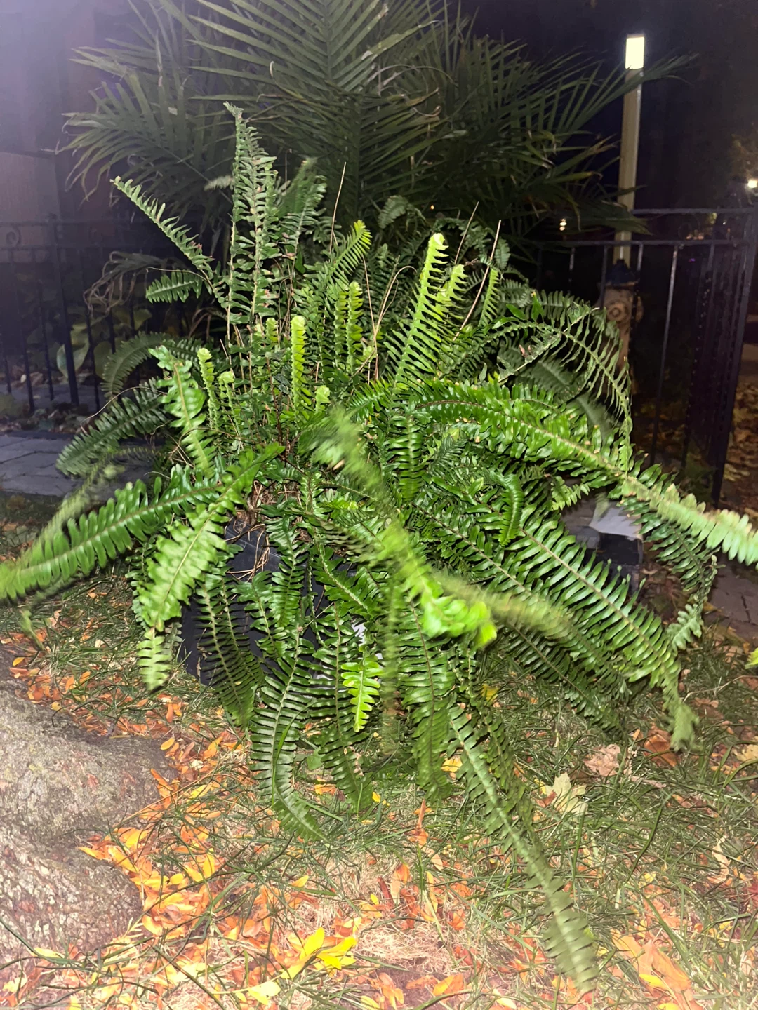 Free plants! - photo 2