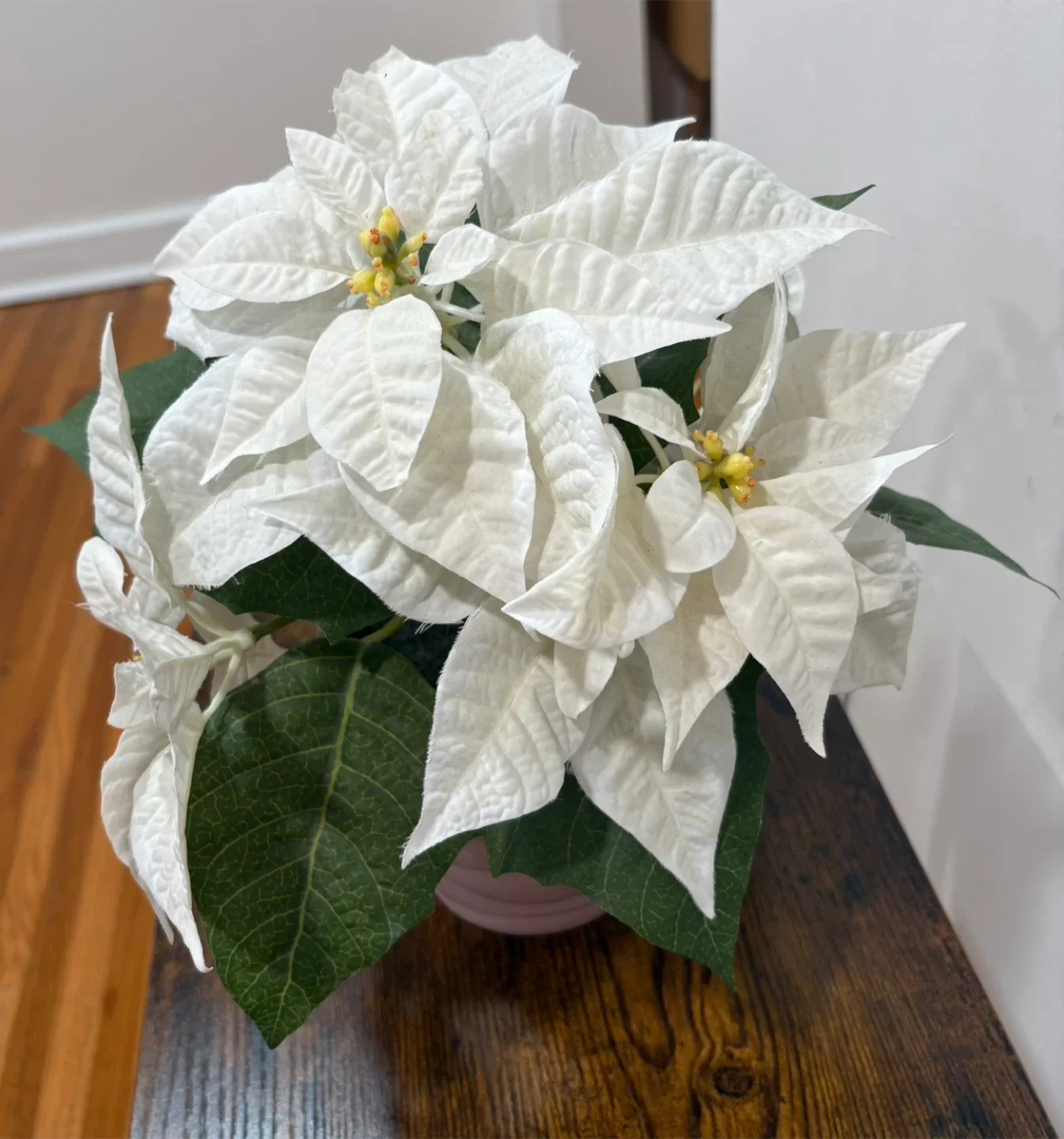 Christmas White Poinsettia in Pink Pot image indicator(4)