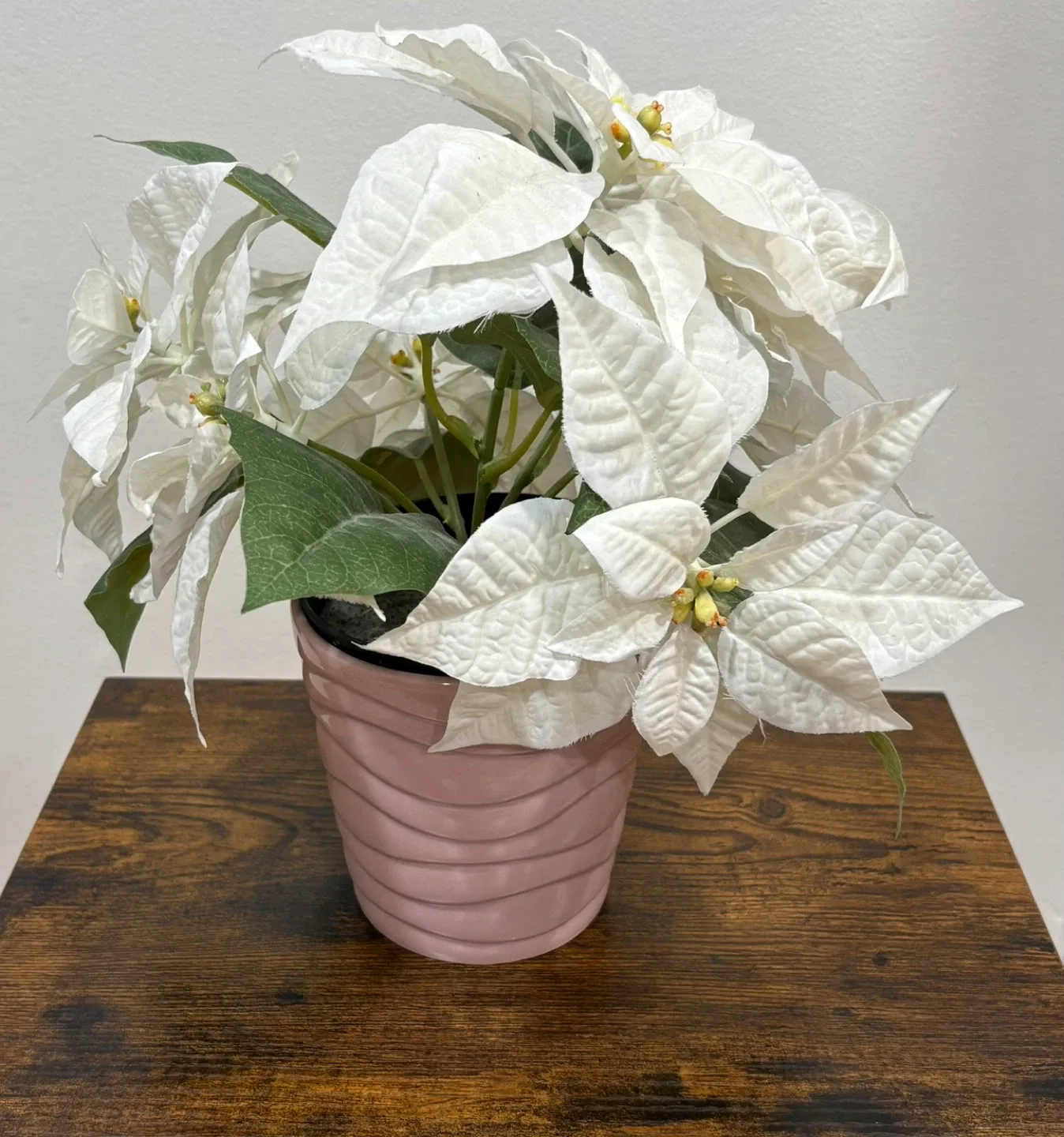 Christmas White Poinsettia in Pink Pot image indicator(3)