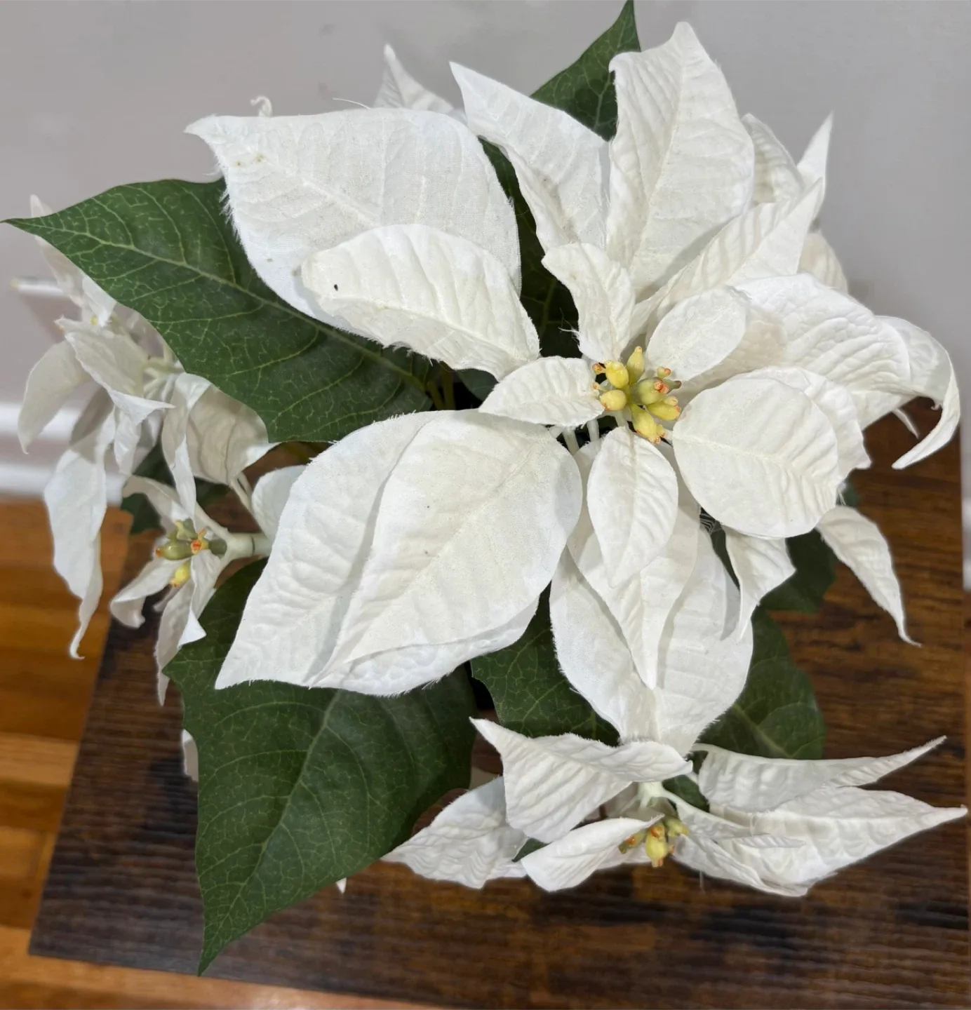 Christmas White Poinsettia in Pink Pot image indicator(2)