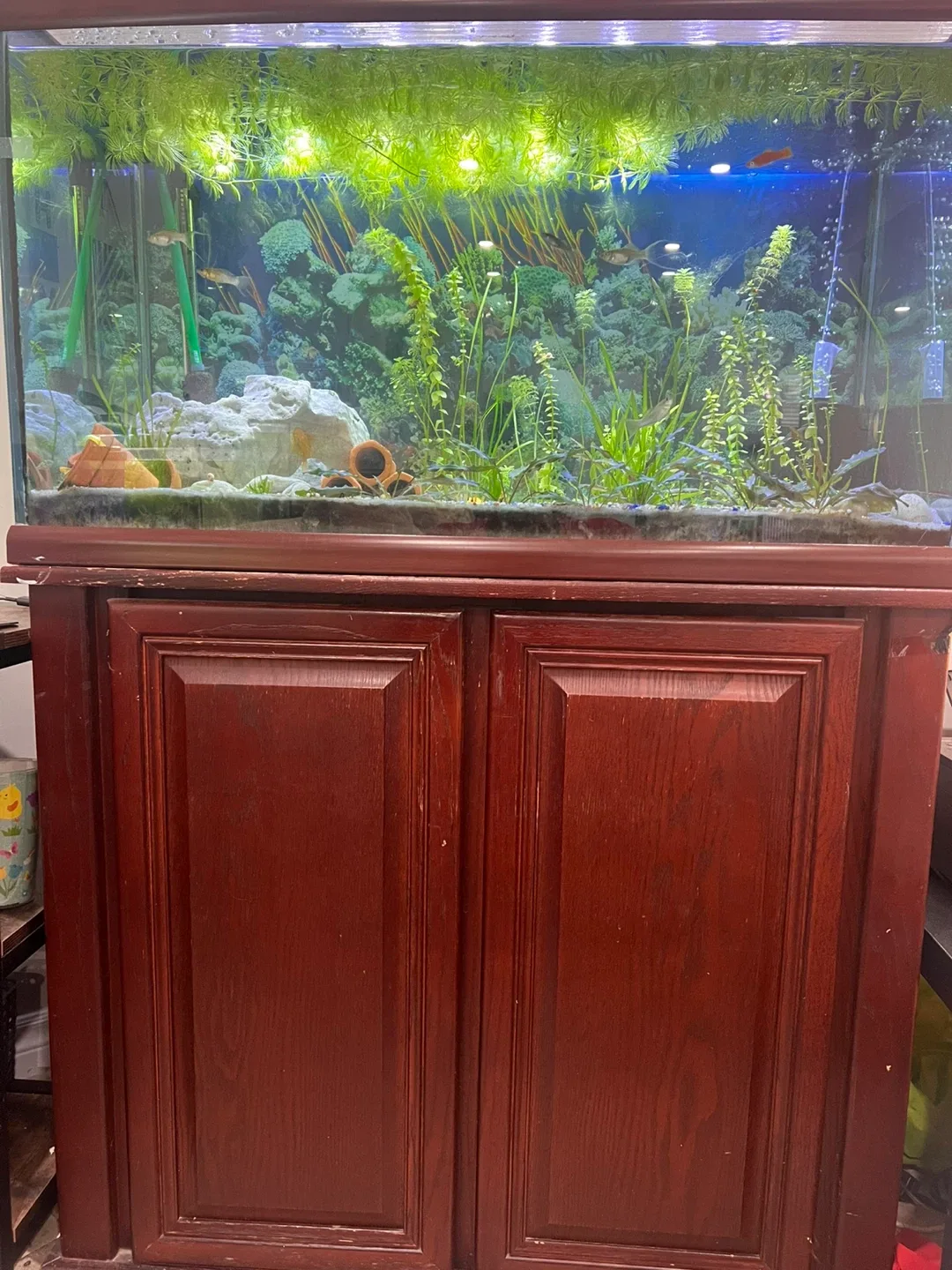 Fish Tank with Stand & Eheim Filter image indicator(2)