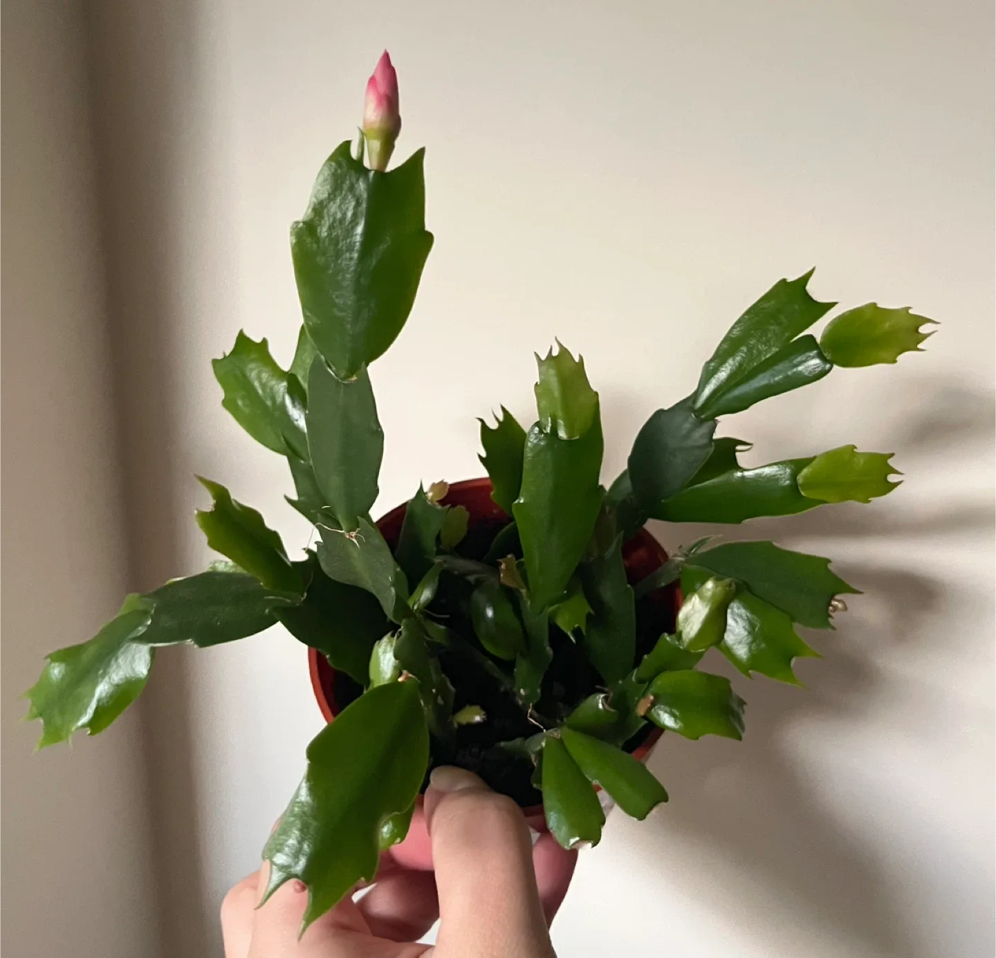 Christmas Cactus Plant in 4” pot thumbnail