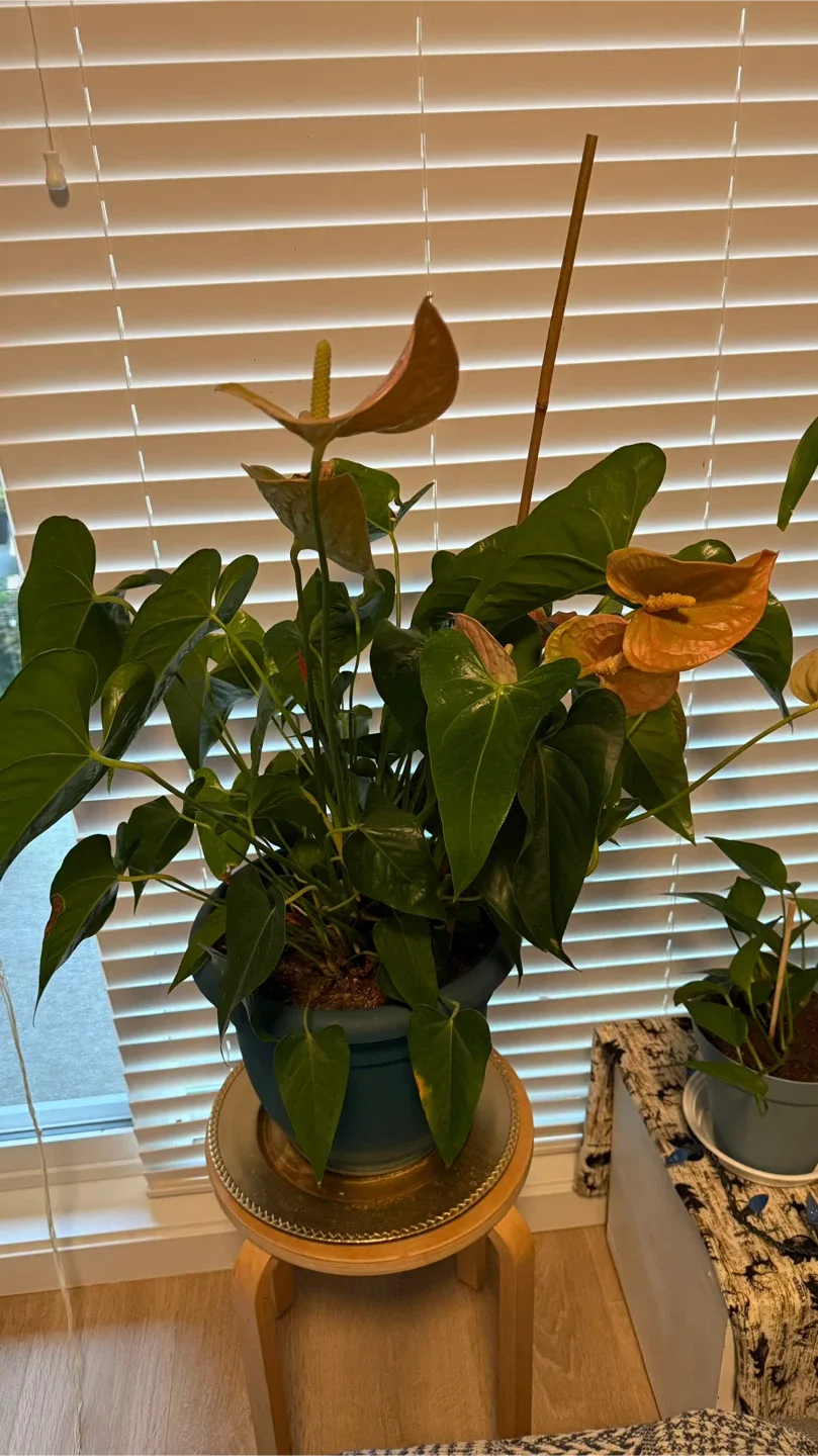Anthurium Plant