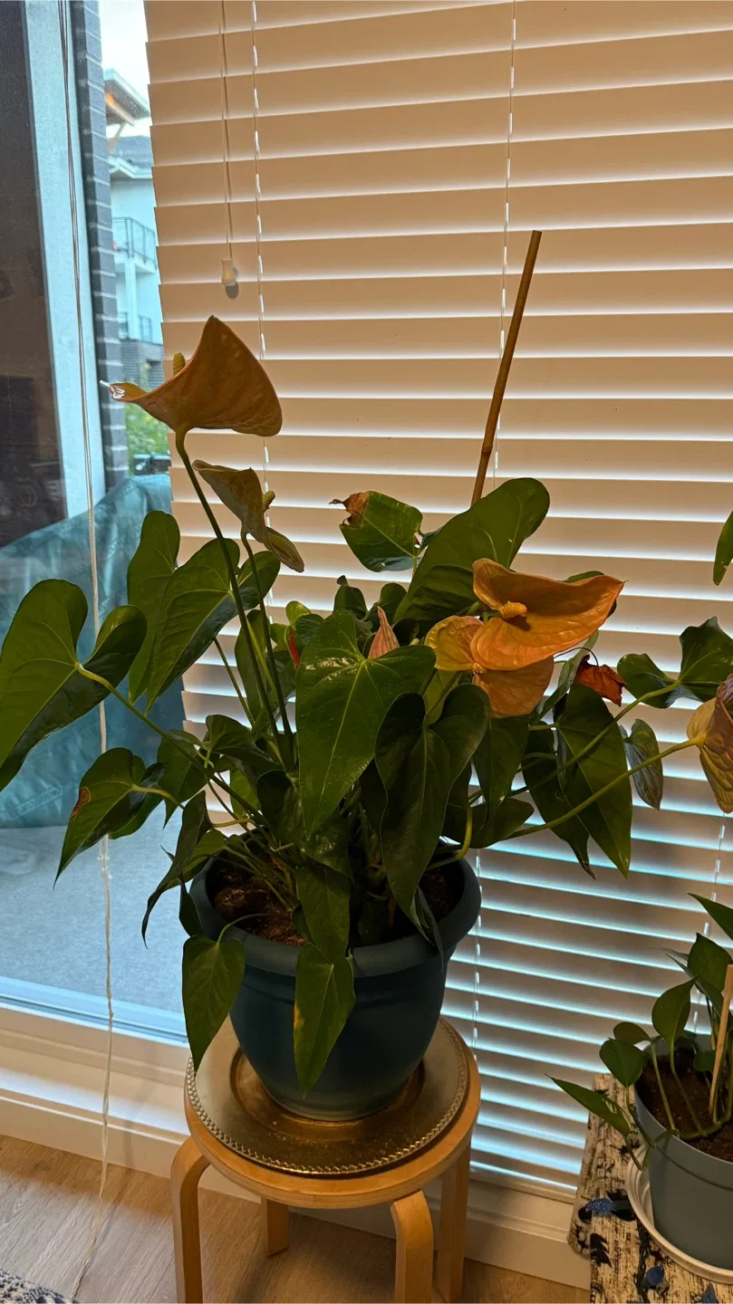 Anthurium Plant image indicator(3)