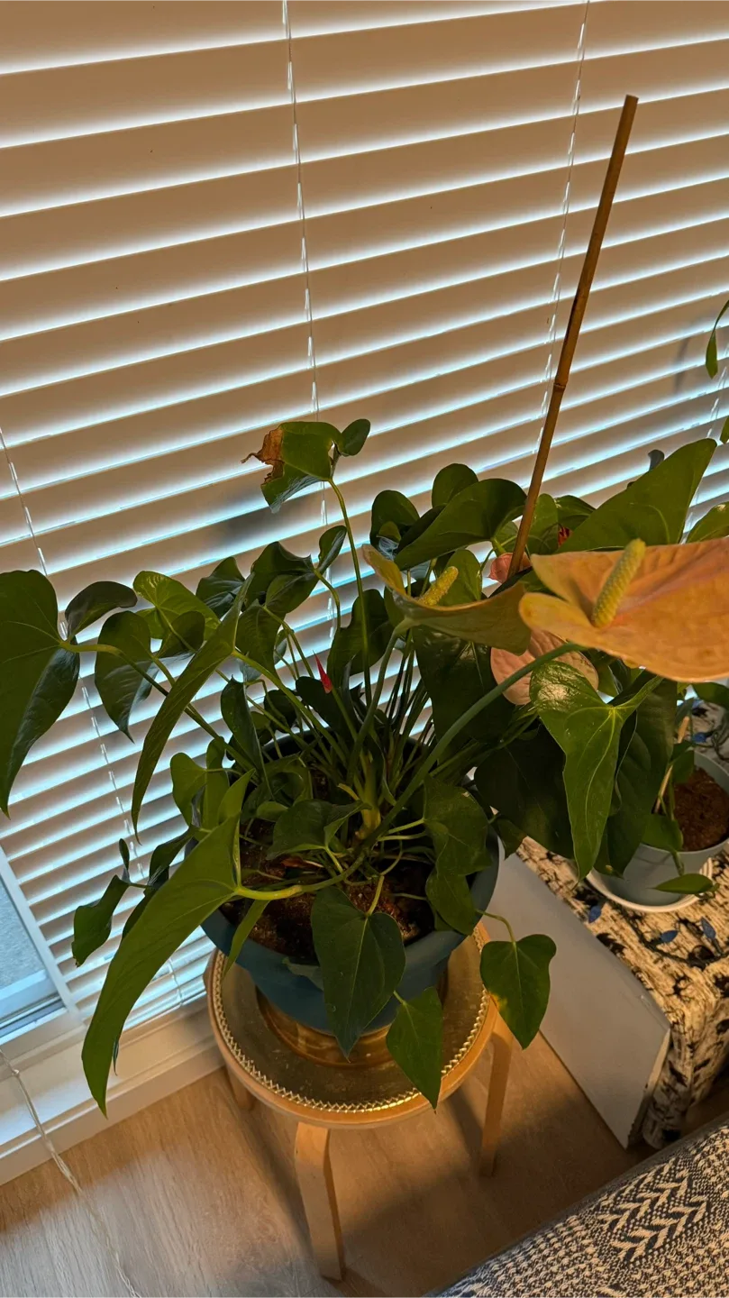 Anthurium Plant image indicator(2)