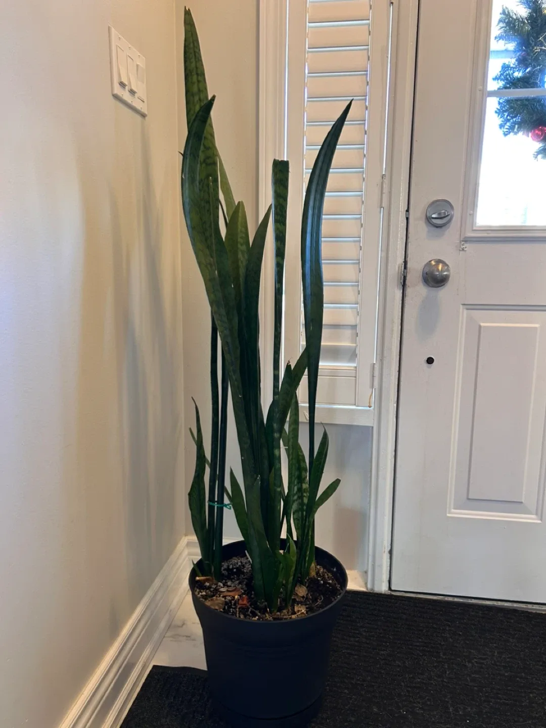 Tall Snake Plant in Black Pot image indicator(2)