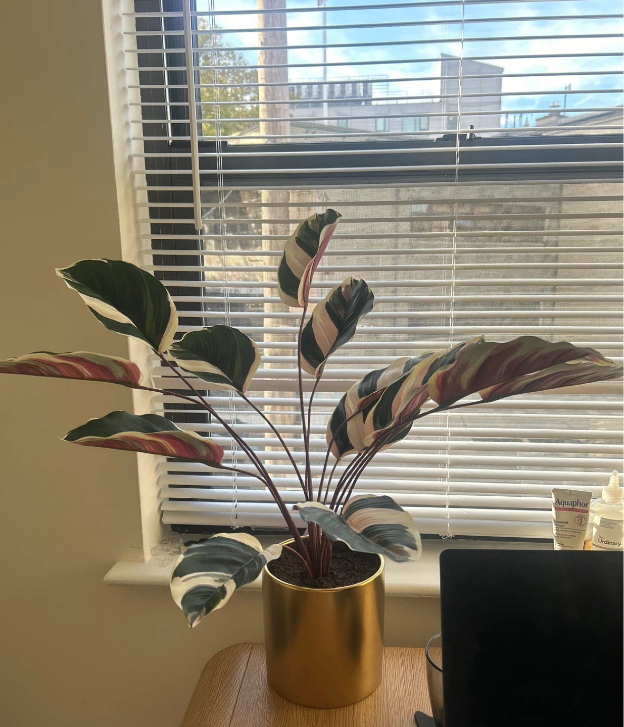 Luxe Maranta Leaf in Gold Pot - Threshold
