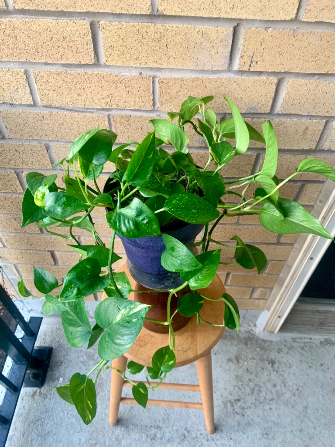 Potted Money Pothos Plant - photo 2