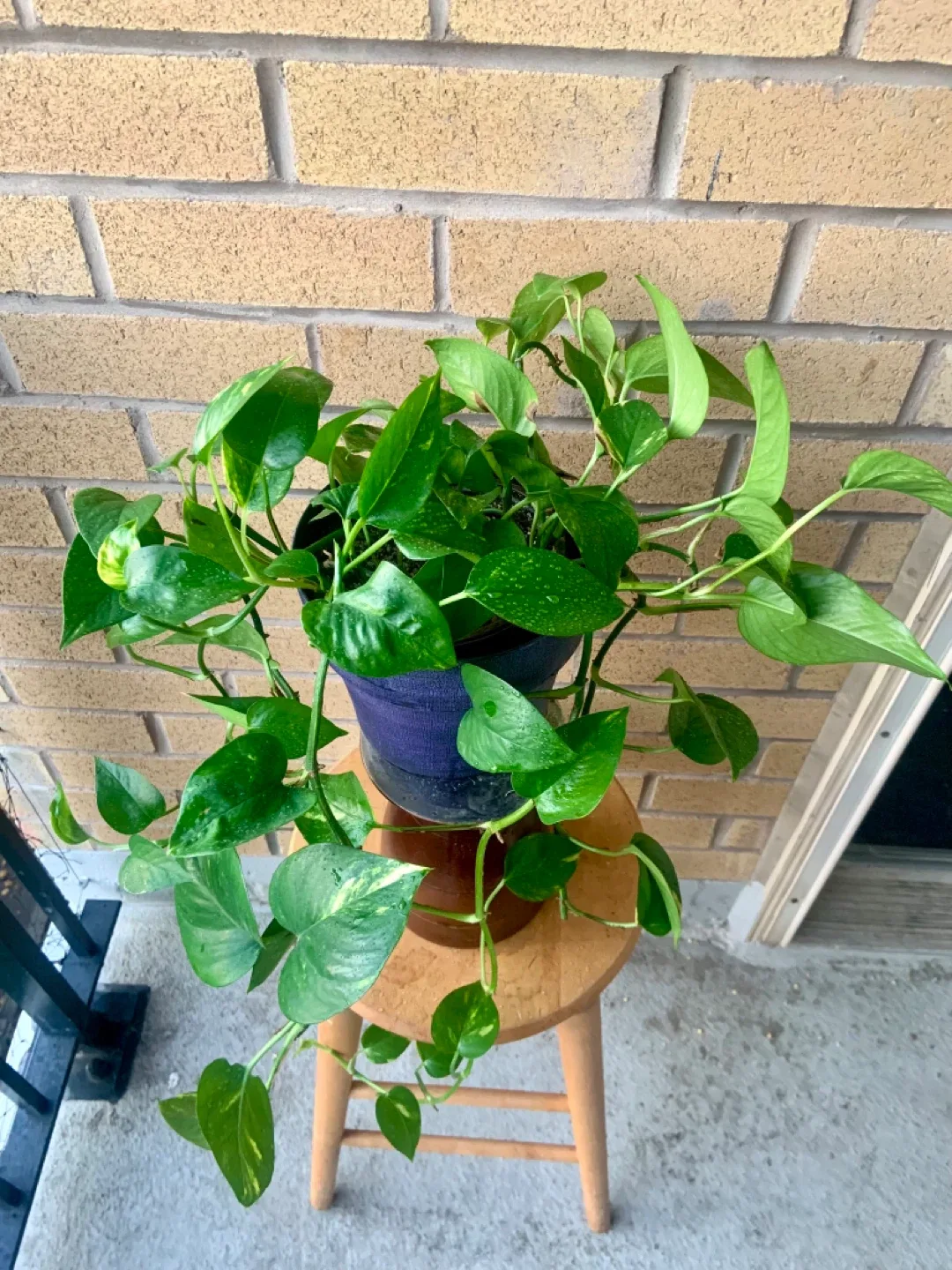 Potted Money Pothos Plant image indicator(2)