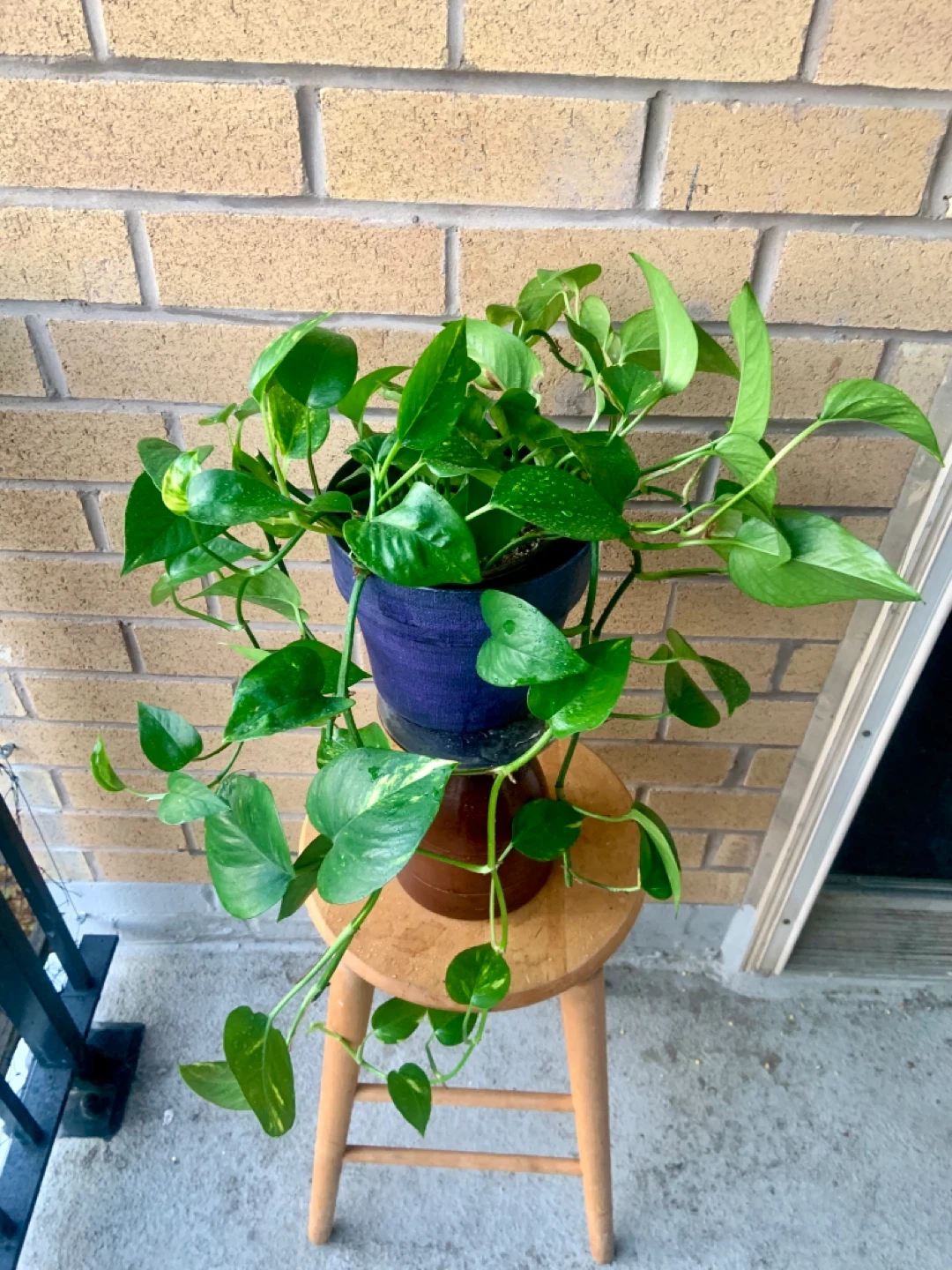 Potted Money Pothos Plant