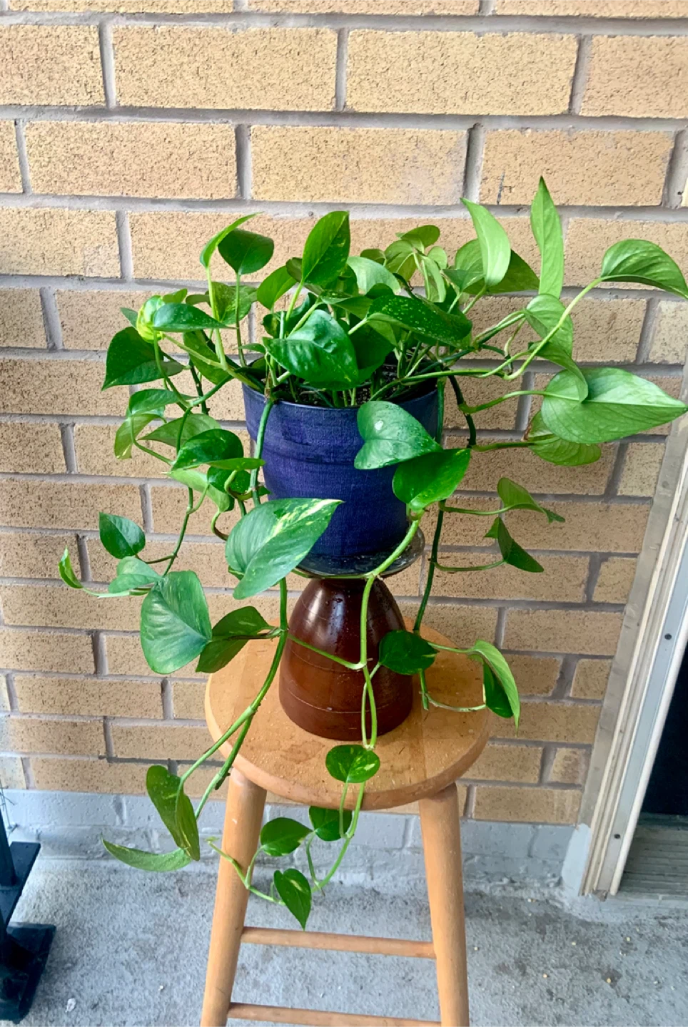 Potted Money Pothos Plant - photo 3