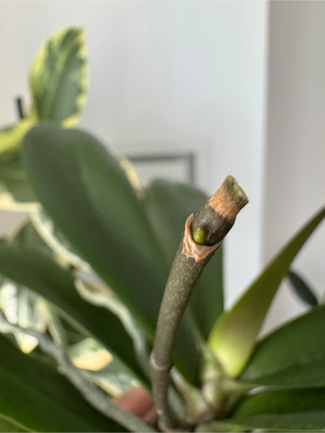 Orchid Plant - photo 3