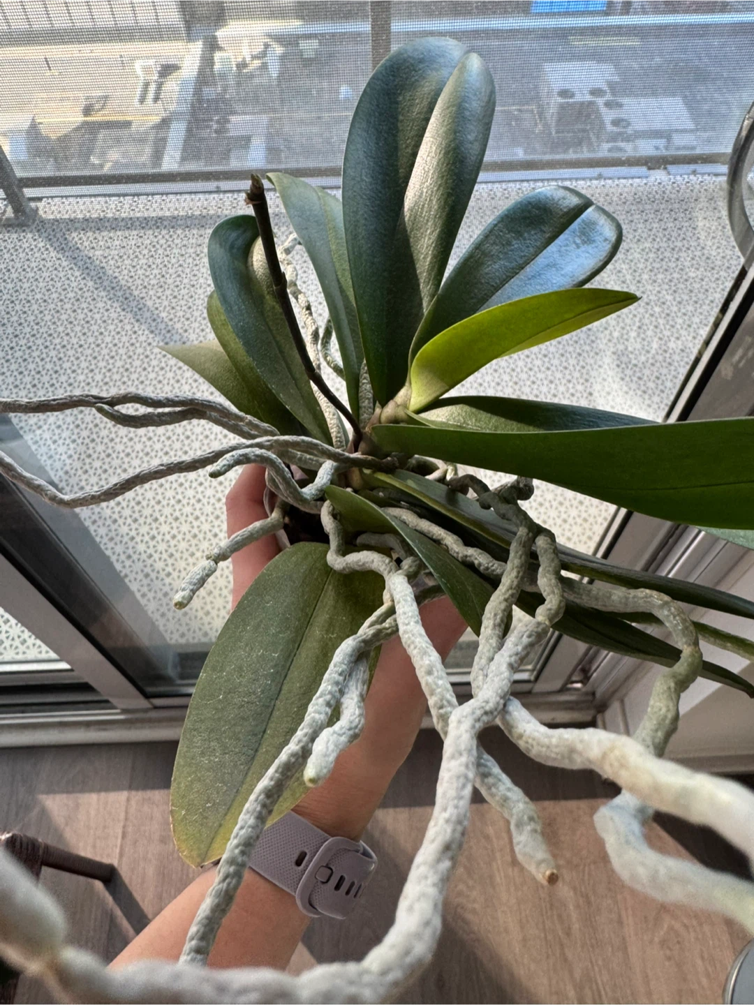 Orchid Plant - photo 2