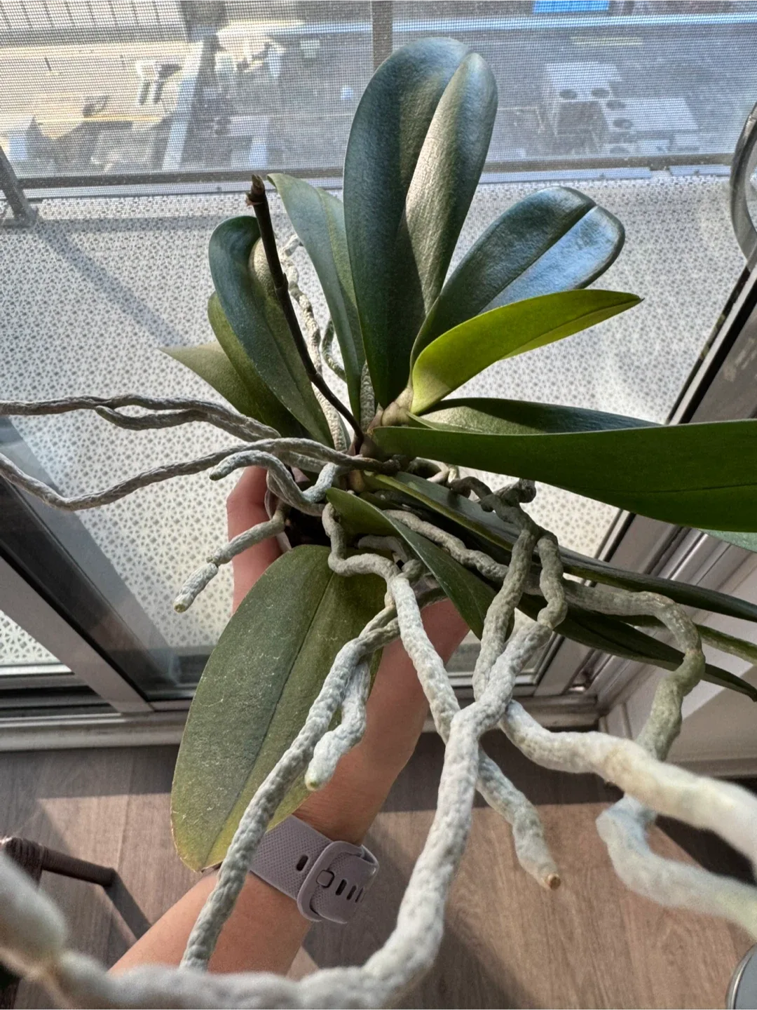 Orchid Plant image indicator(2)