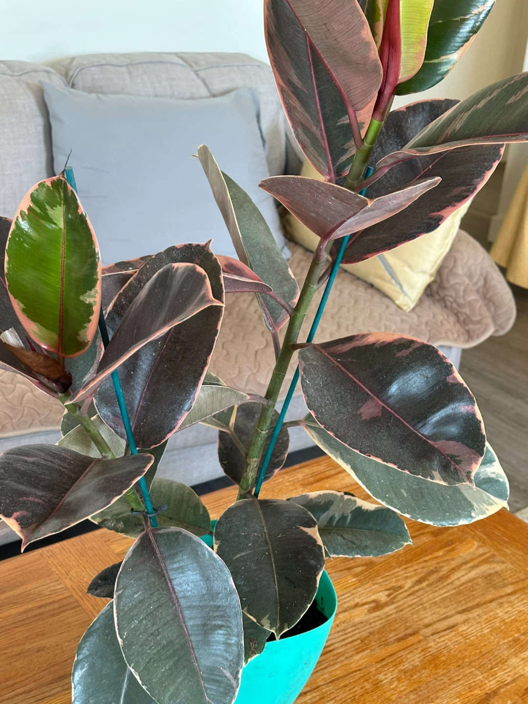 Ficus Elastica Ruby Plant - photo 2
