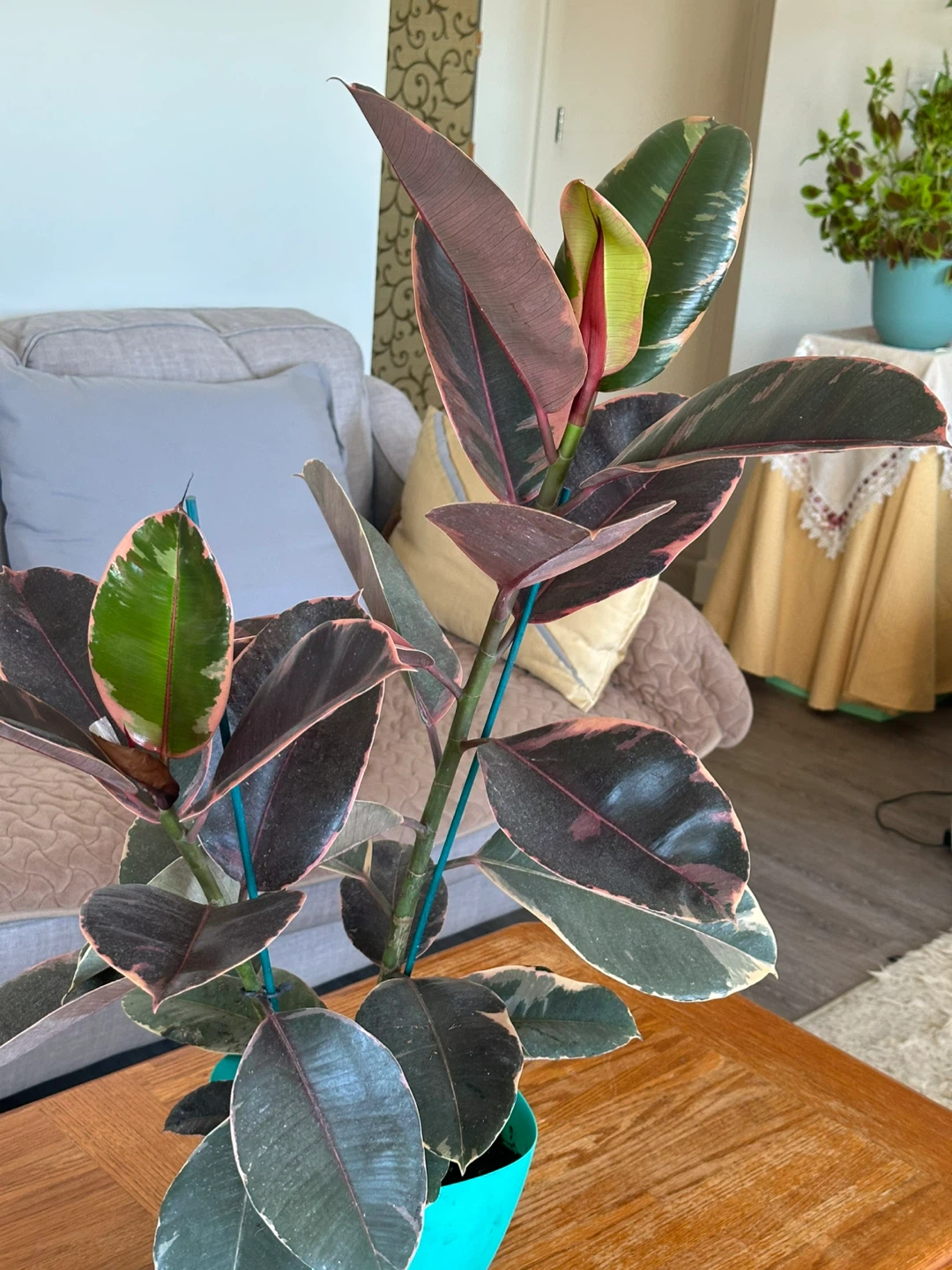 Ficus Elastica Ruby Plant