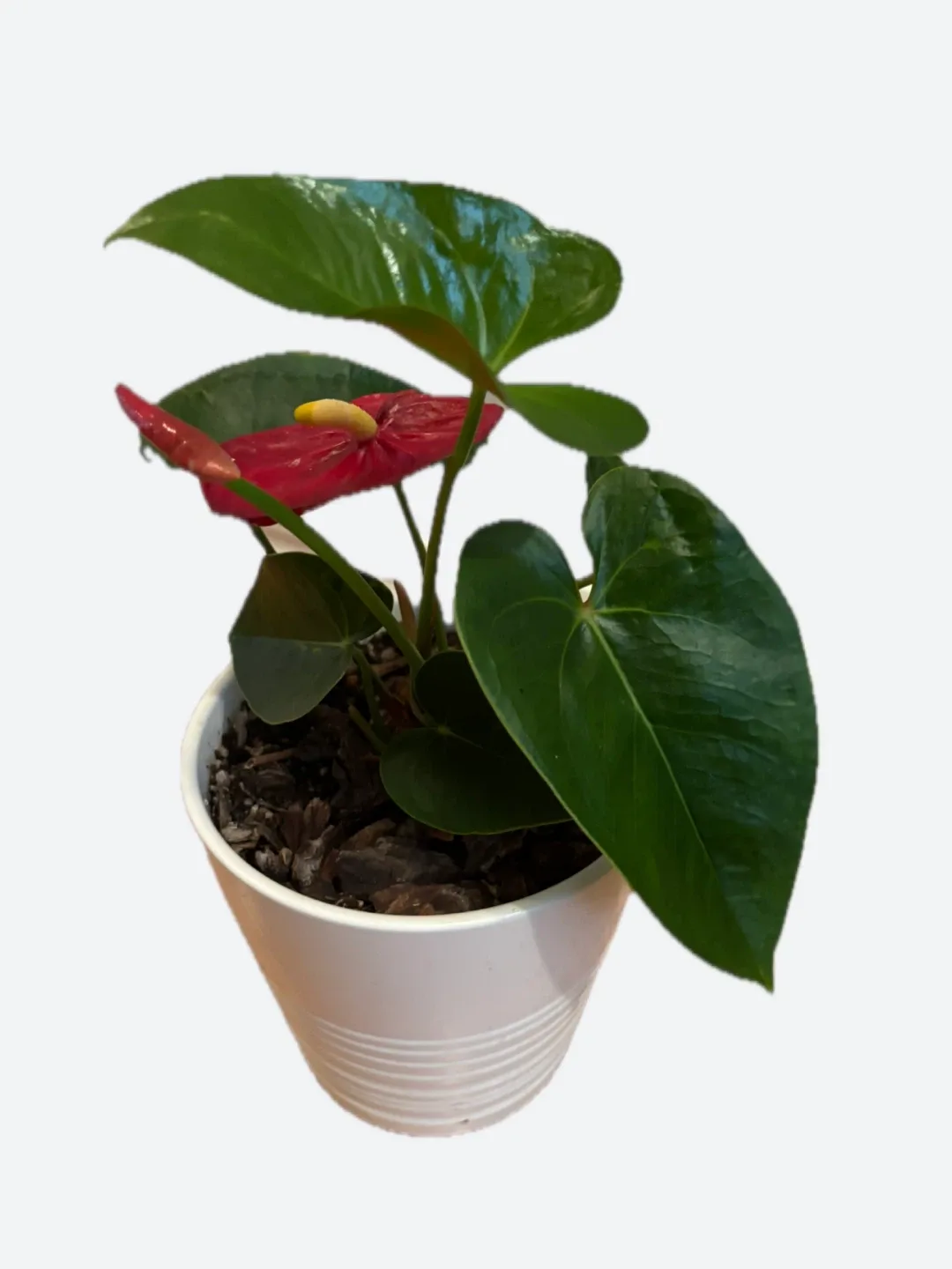 Anthurium Plant in White Pot $20 image indicator(3)