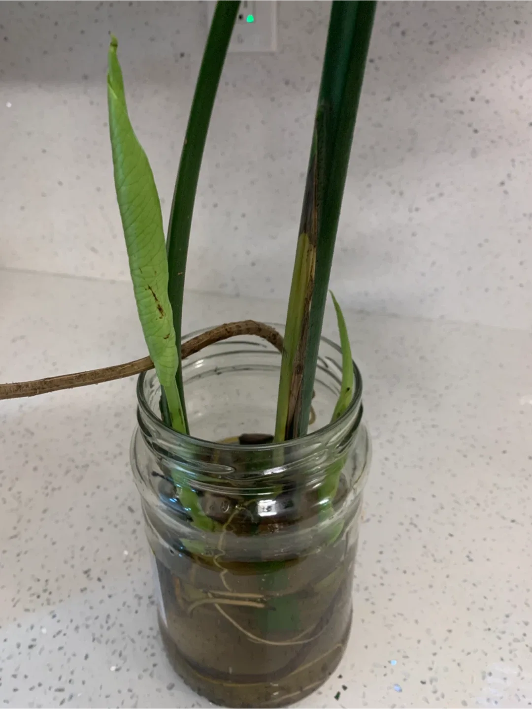 Monstera 2 Plants Cutting/pick up Islington/Evans image indicator(2)