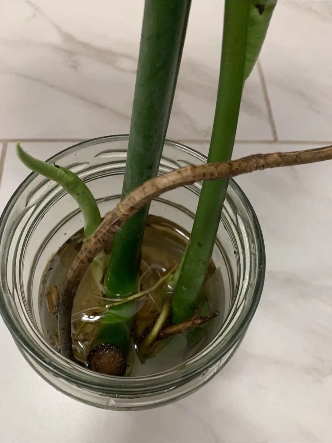 Monstera 2 Plants Cutting/pick up Islington/Evans image indicator(3)