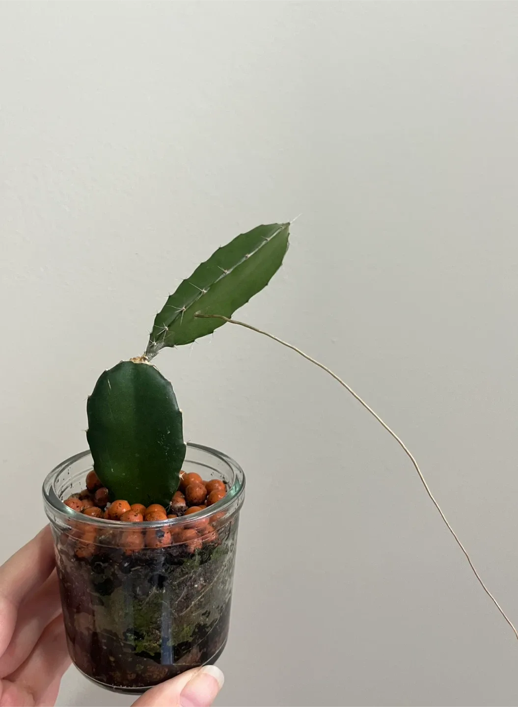 Cute Cactus in a glass pot thumbnail