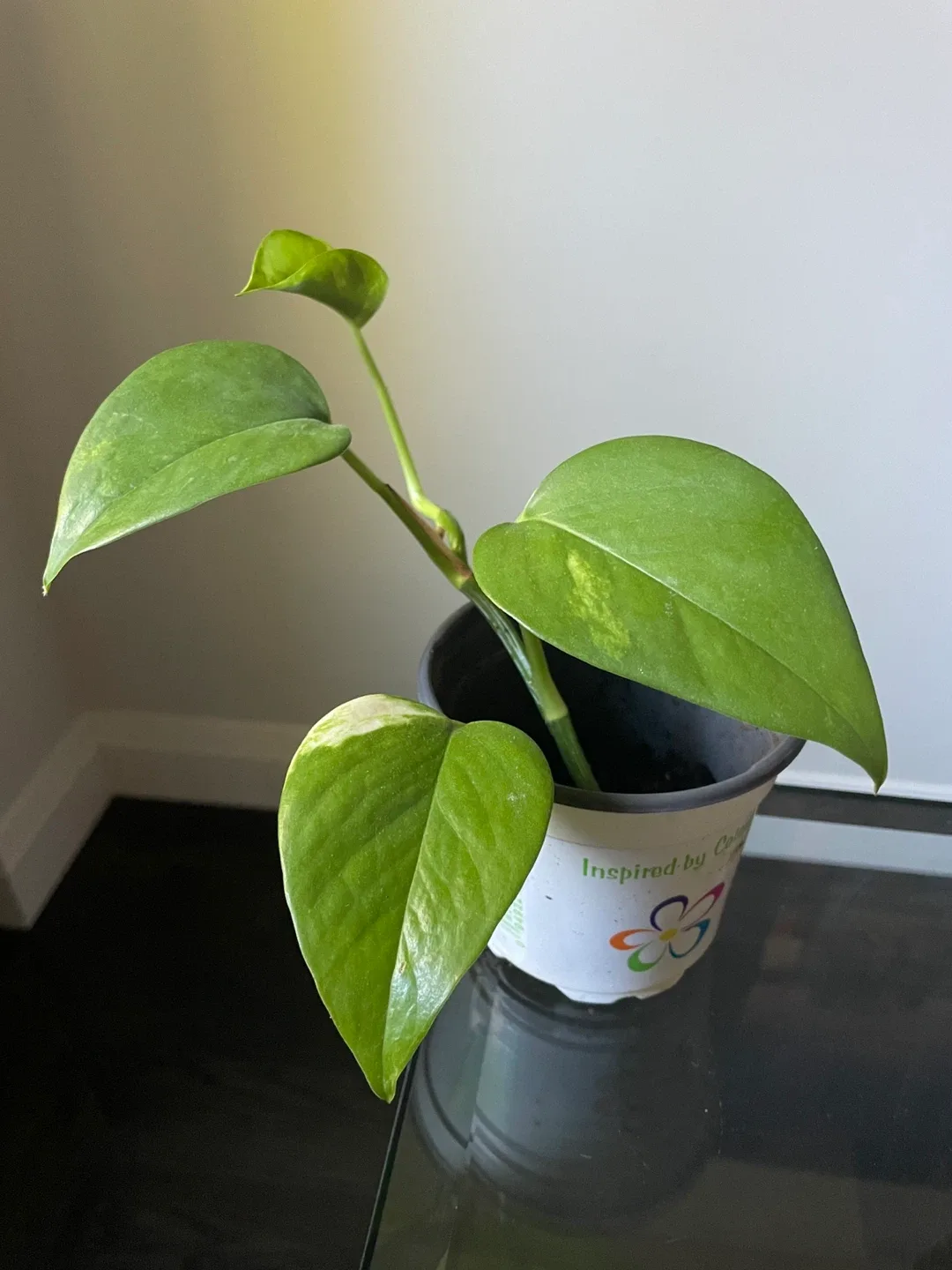 Golden pothos plant thumbnail