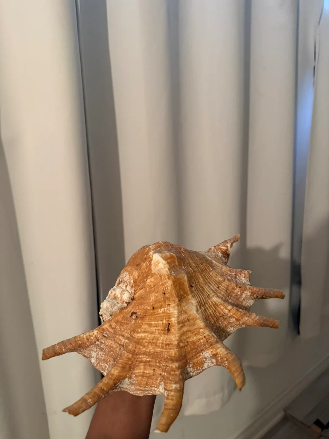 Seashell image indicator(2)