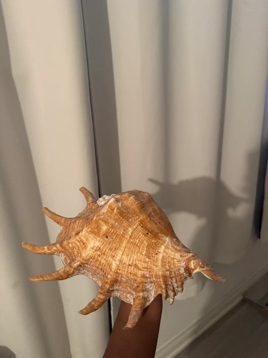 Seashell image indicator(3)