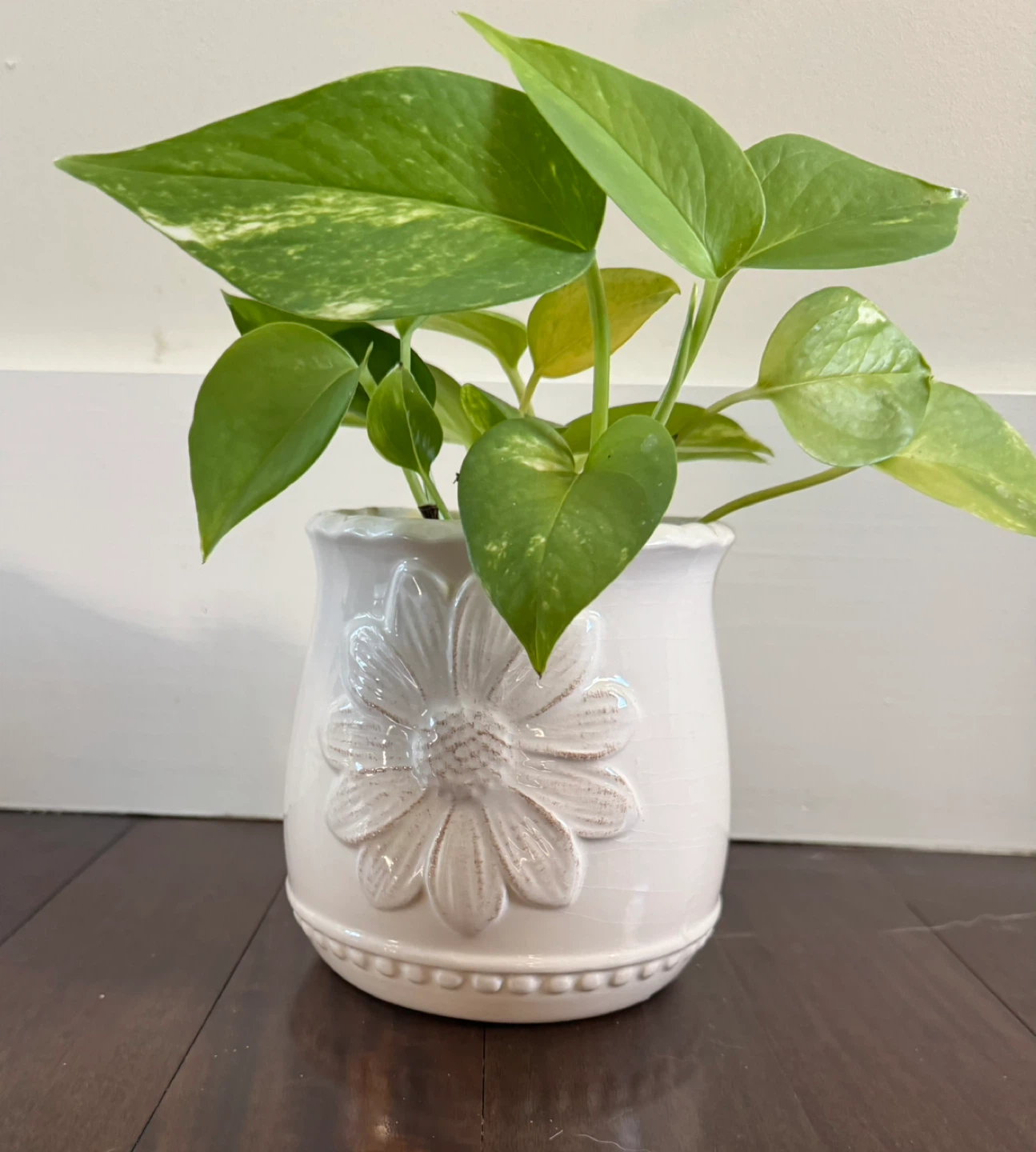 Potted Golden Pothos Plant