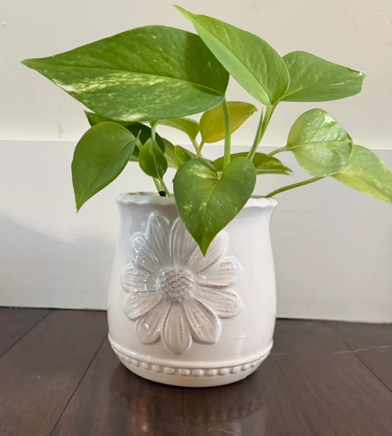 Potted Golden Pothos Plant thumbnail