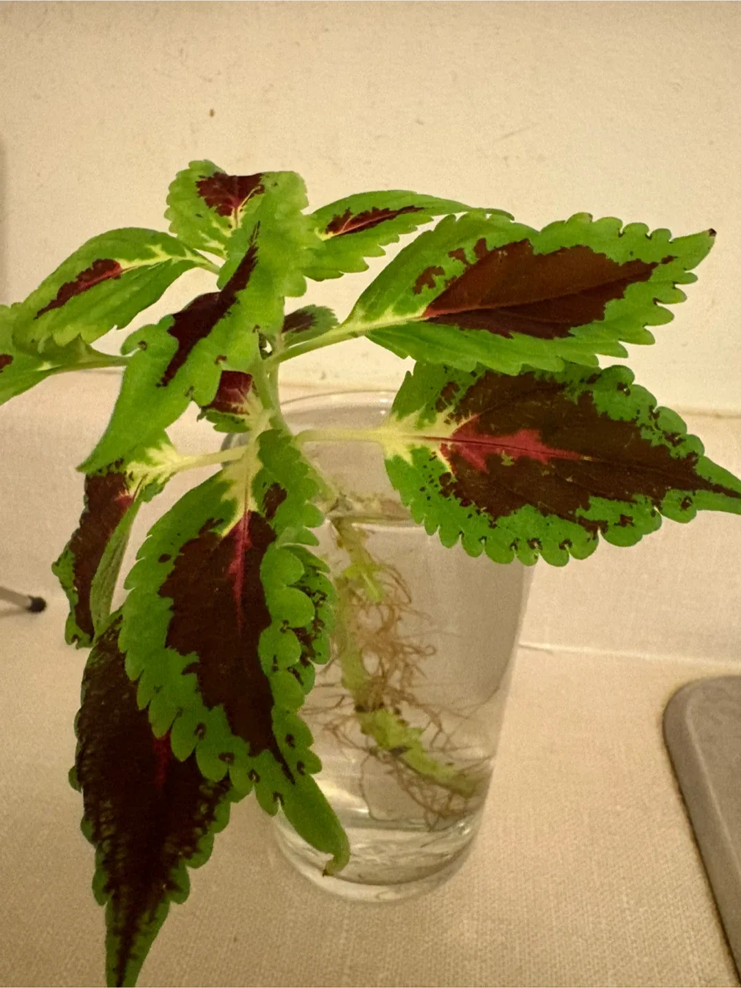 🥕 Coleus Plant Cutting rooting in water