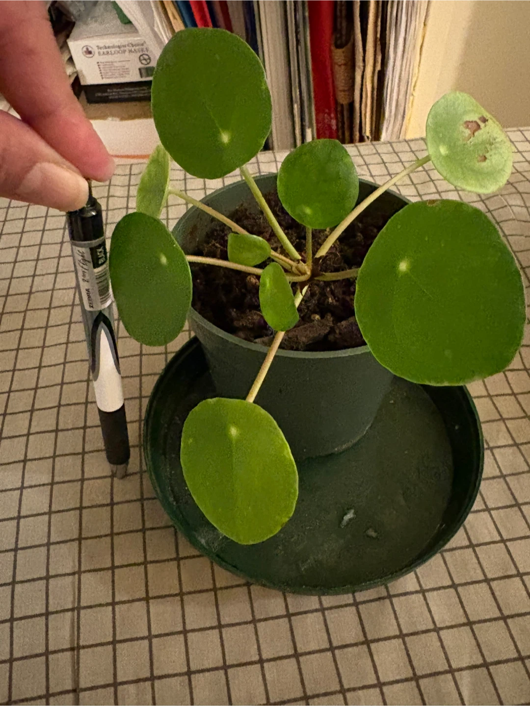 🥕 Pilea peperomioides in a 3 inch sturdy pot