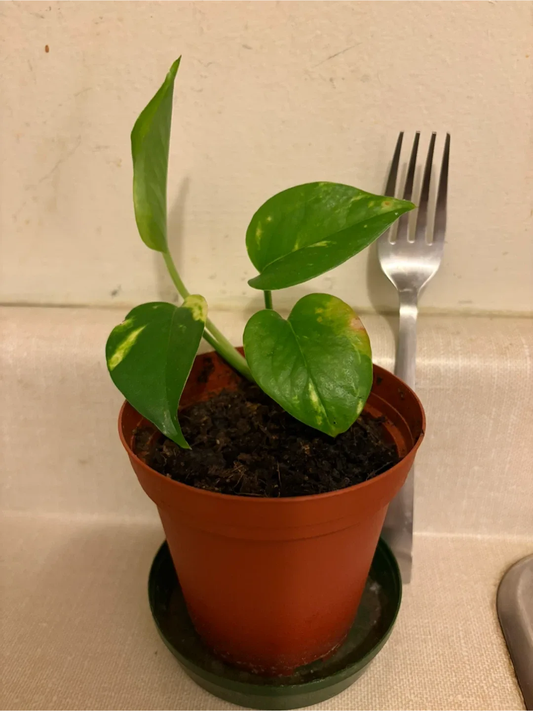 🥕 Potted Golden Pothos Plant (thrifty pick)