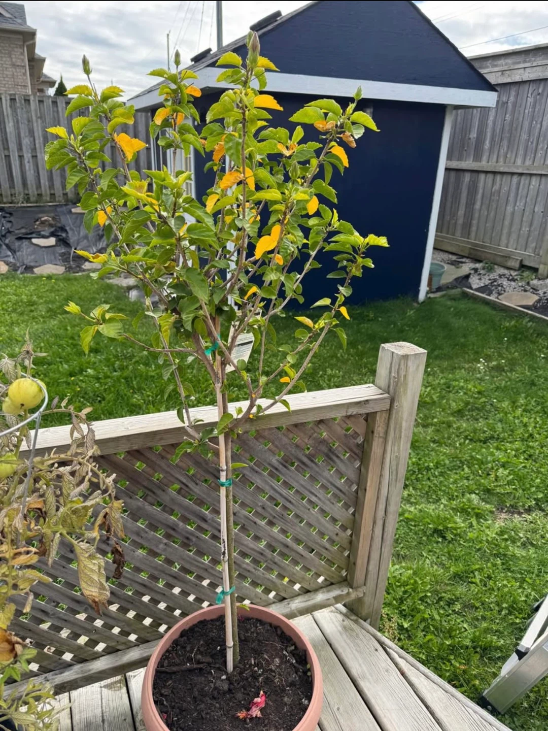 🥕Long Hibiscus Plant - photo 2