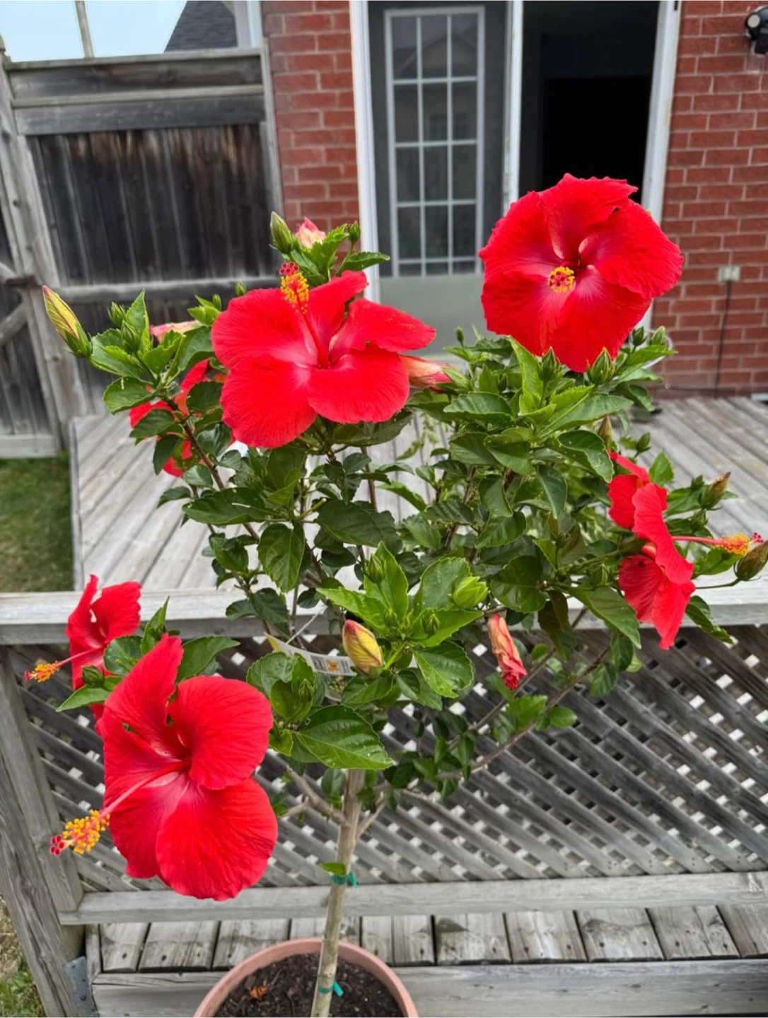 🥕Long Hibiscus Plant