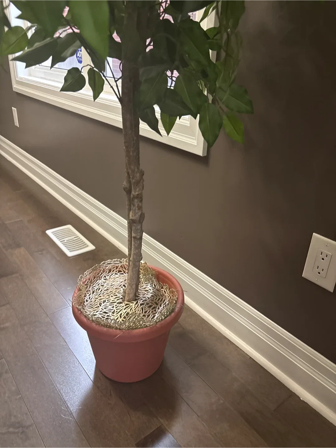 Artificial Ficus Tree in Pot image indicator(3)