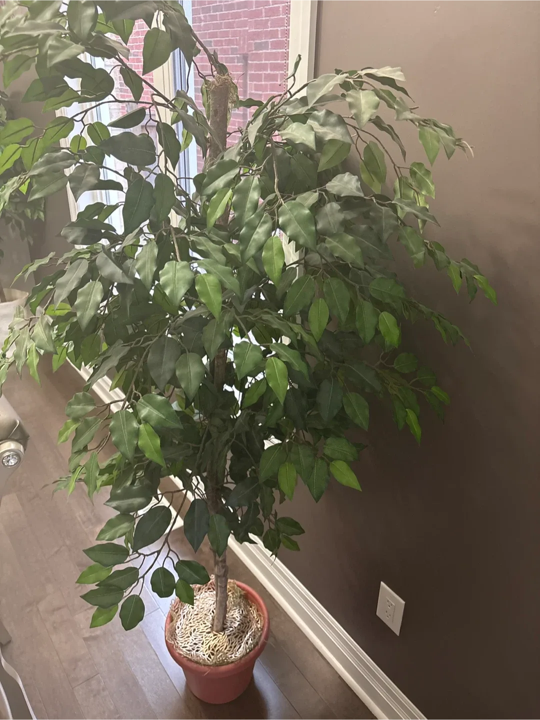 Artificial Ficus Tree in Pot image indicator(4)