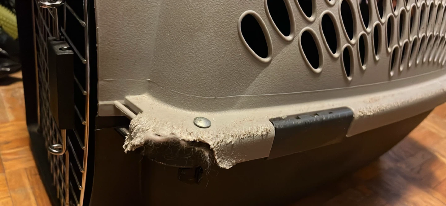 Petmate Pet Carrier - photo 5