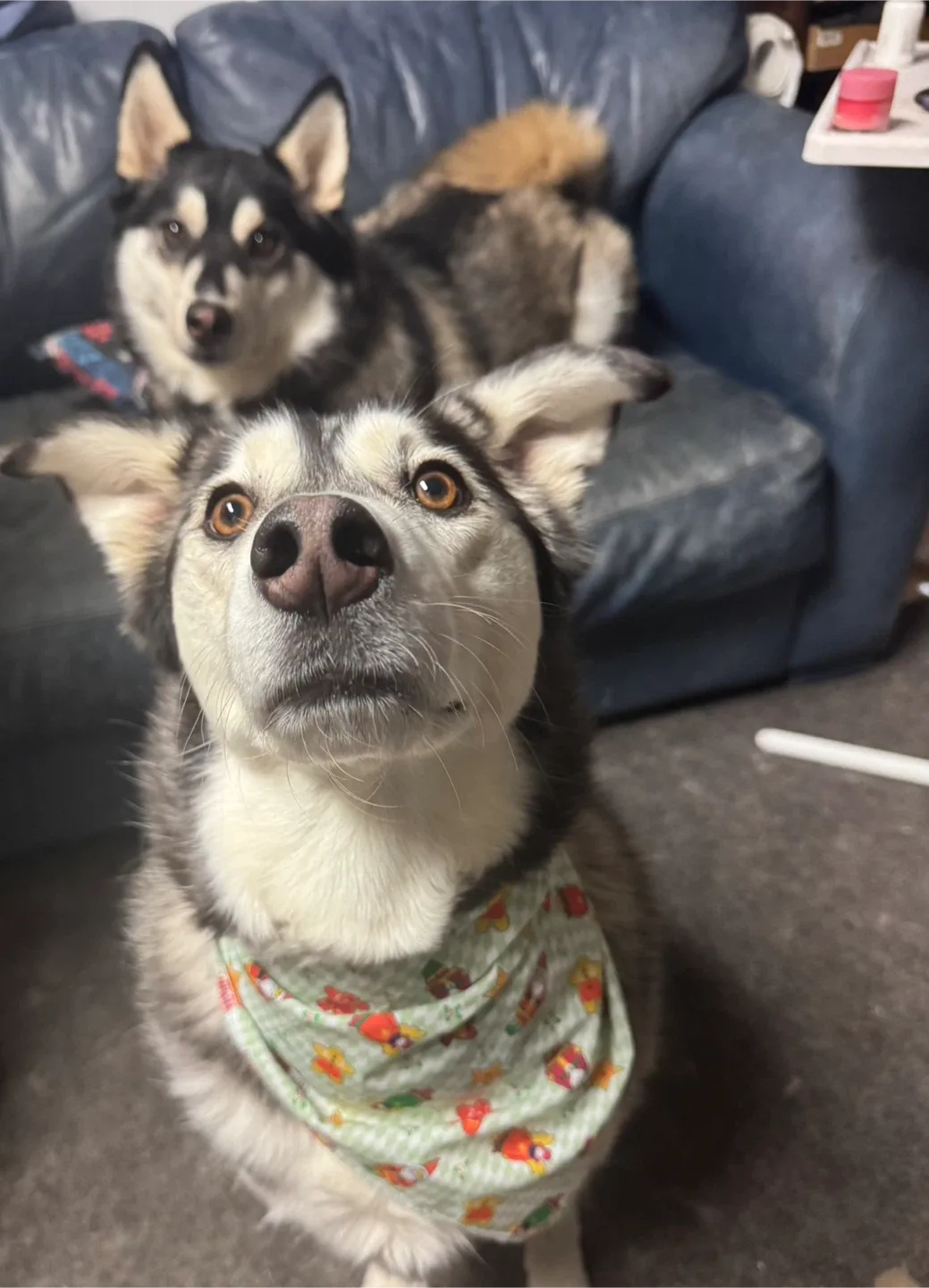 Handmade holiday dog bandanas image indicator(3)