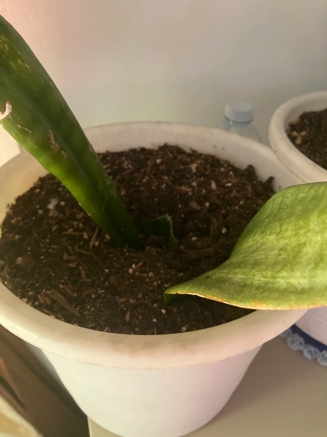 Free Sanseviria Plants