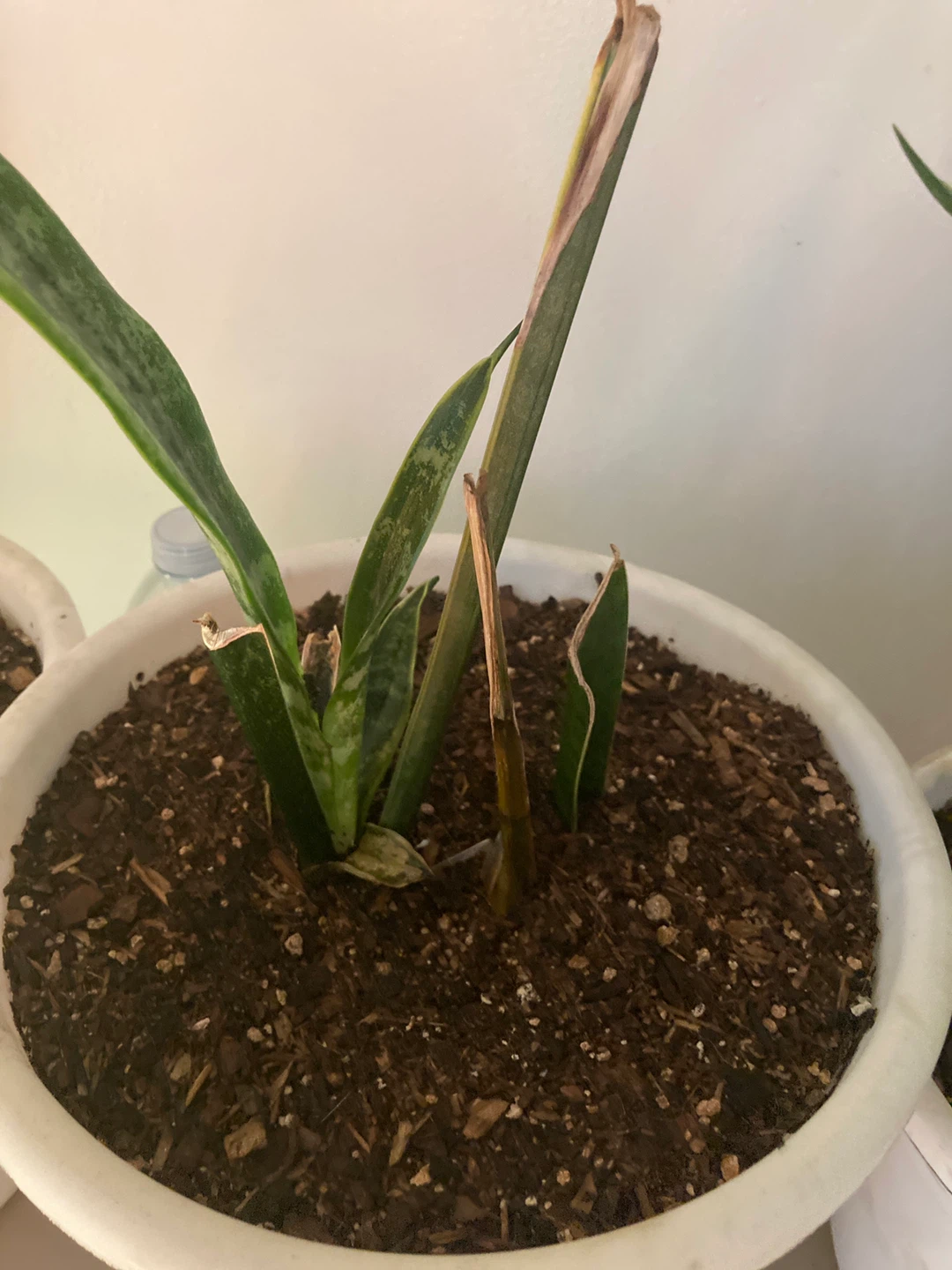 Free Sanseviria Plants - photo 2