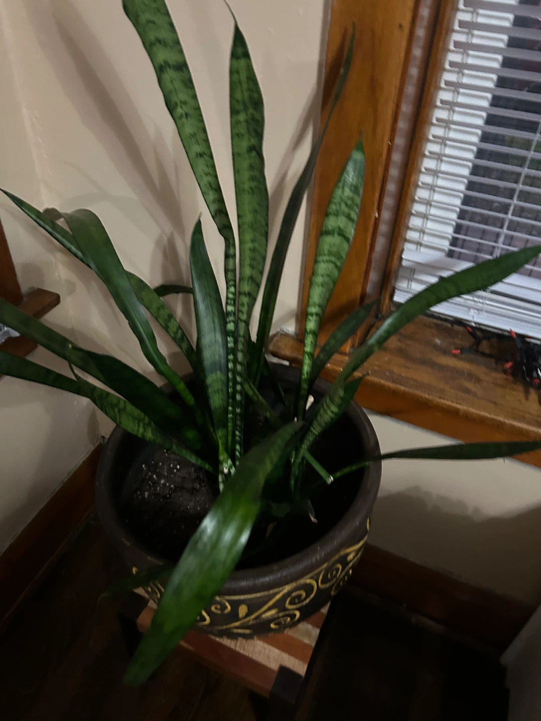 Potted snake plant 🥕 - photo 2