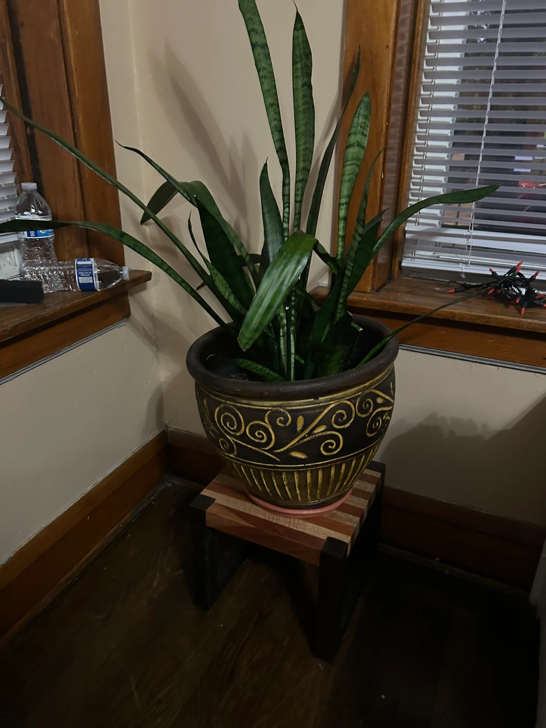 Potted snake plant 🥕