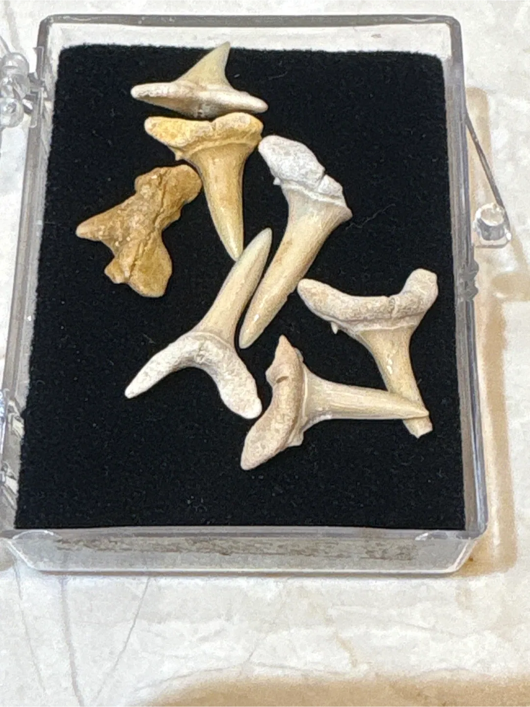 Shark Teeth Fossil Collection thumbnail