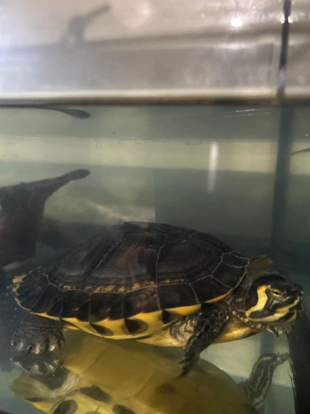 75gal tank and turtle 🥕 image indicator(4)