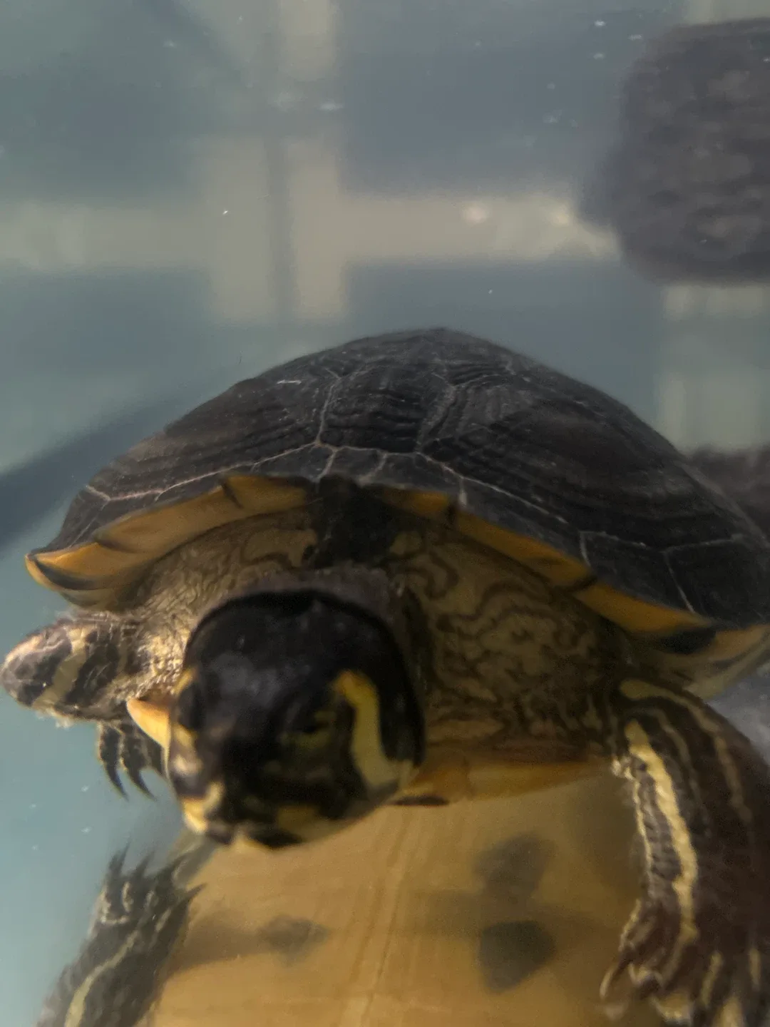 75gal tank and turtle 🥕 image indicator(3)