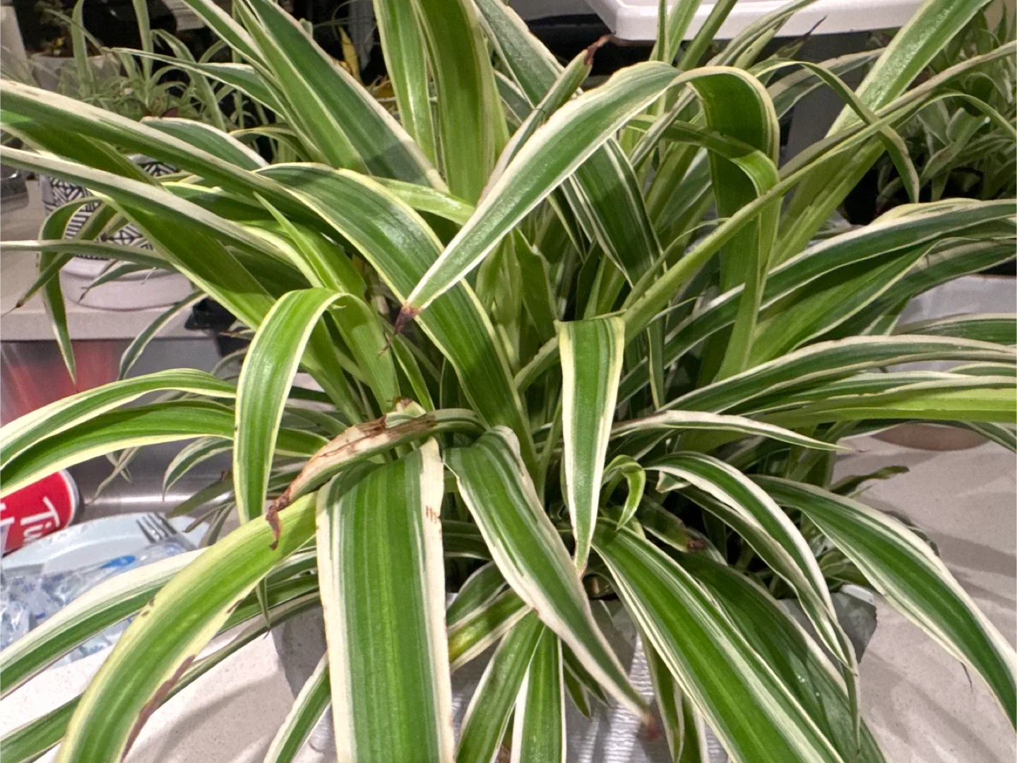 Spider Plant in Grey Planter 🥕 image indicator(2)