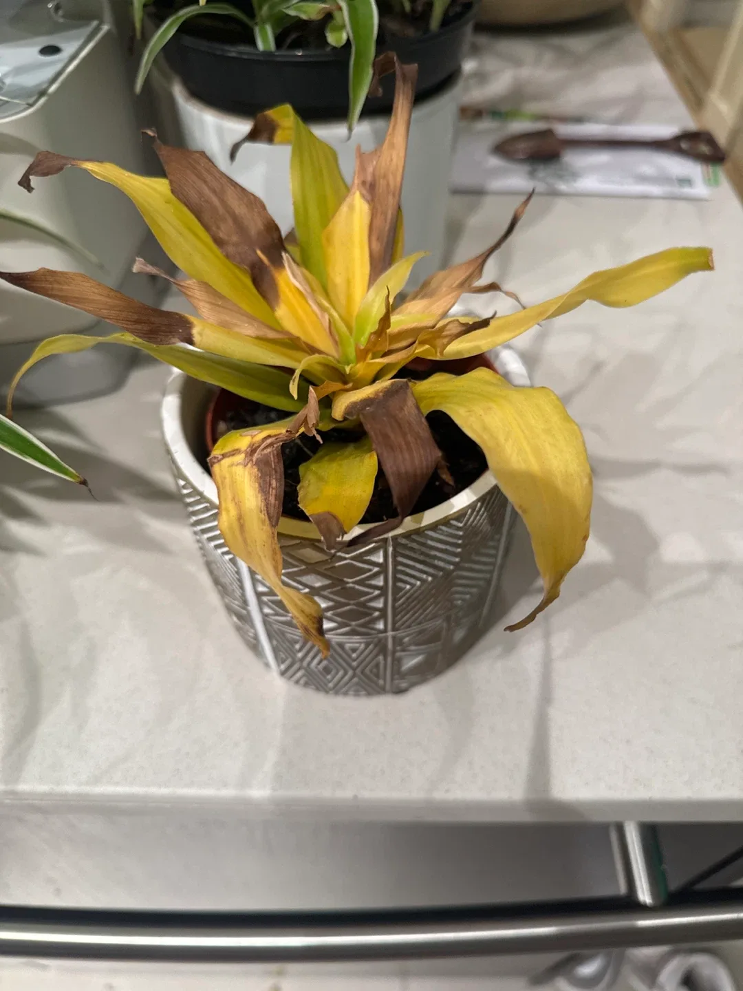 🌿 Free Plant + Cute Pot 🥕 image indicator(2)