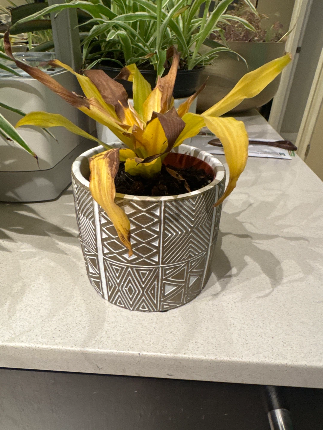 🌿 Free Plant + Cute Pot 🥕