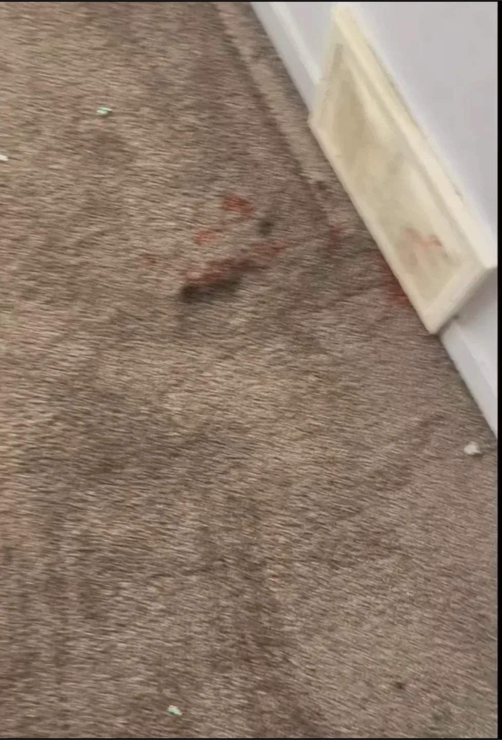 Carpet & Upholstery Cleaning – Stain Removal and Deep Refresh image indicator(3)